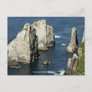 Carte Postale Colonies de oiseaux marins de Chowiet, Alaska