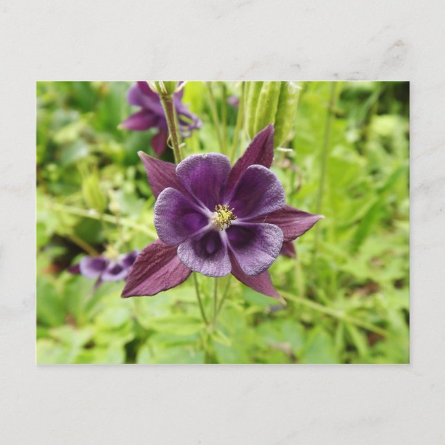 Carte Postale Colonne violette (Devant)