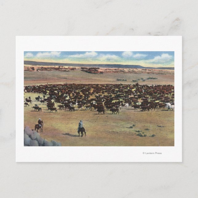 Carte Postale Colorado - Arrondissement de Cowboys (Devant)