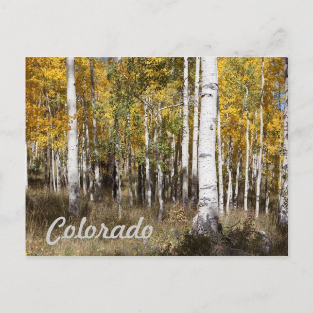 Carte Postale Colorado Aspen Grove à l'automne (Devant)