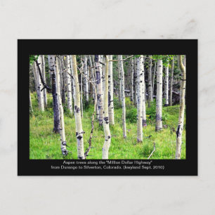 Carte Postale Colorado Aspen Trees