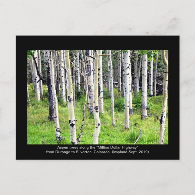 Carte Postale Colorado Aspen Trees (Devant)