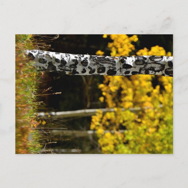 Carte Postale Colorado Aspens (Devant)