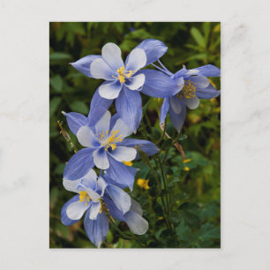 Carte Postale Colorado Blue Columbine near telluride
