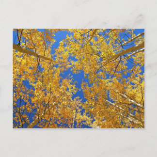 Carte Postale Colorado coloré Aspens...