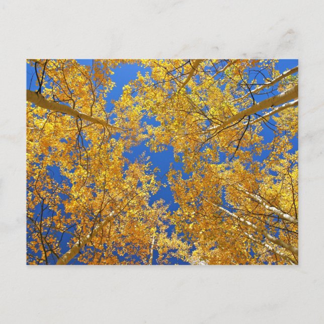 Carte Postale Colorado coloré Aspens... (Devant)