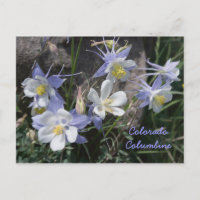 Colorado Columbine