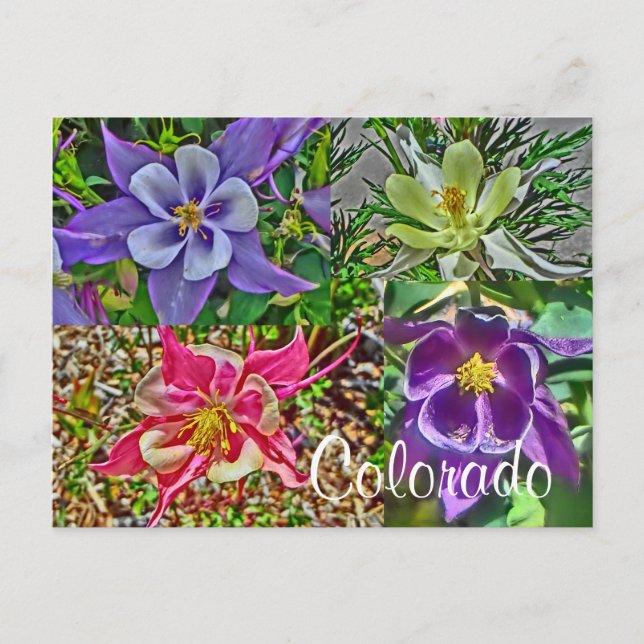 Carte postale Colorado columbine (Devant)