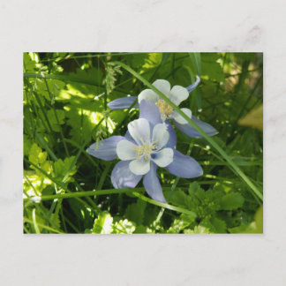 Carte Postale Colorado Columbine