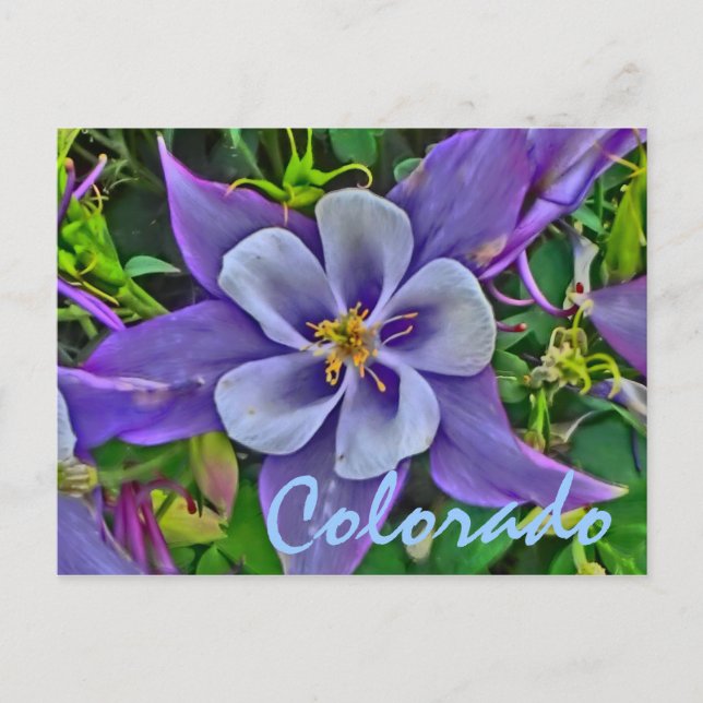 Carte postale Colorado columbine (Devant)