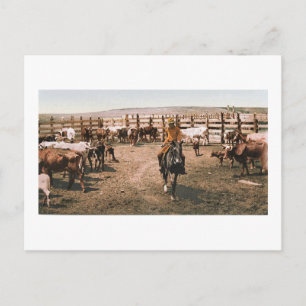 Carte Postale Colorado Cowboy 1904