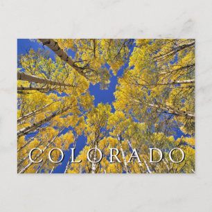 Carte Postale Colorado Fall Forêt d'Aspen en automne