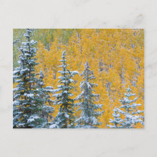 Carte Postale Colorado, Grand Mesa. Chute de neige précoce sur l