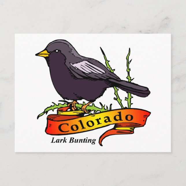 Carte Postale Colorado Lark Bunting (Devant)