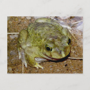 Carte Postale Colorado River Toad Bufo alvarius