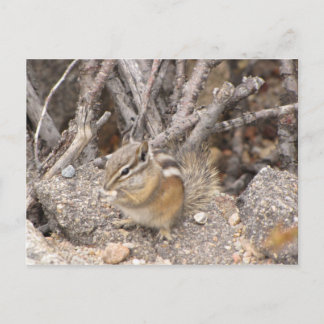 Carte Postale Colorado Rocky Mountain Chipmunk