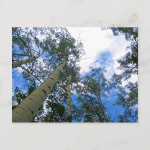 Carte postale Colorado Sky Thru the Aspens