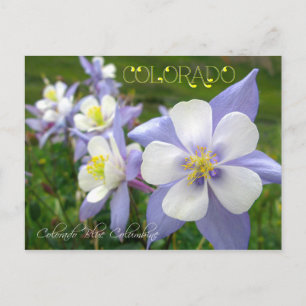 Carte Postale Colorado State Flower : Colorado Mountain Columbin