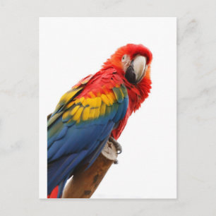 Carte Postale Coloré Macaw Chic Classy Mod Tropical