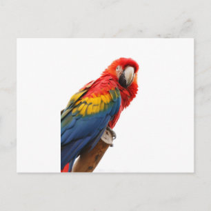 Carte Postale Coloré Macaw Chic Classy Mod Tropical