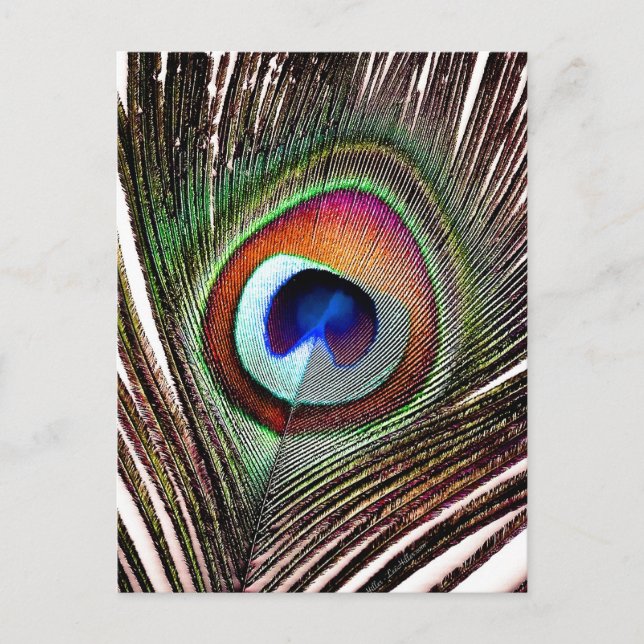 Carte Postale Colorful Copper Peacock Feather (Devant)