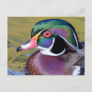 Carte Postale Colorful Duck Close