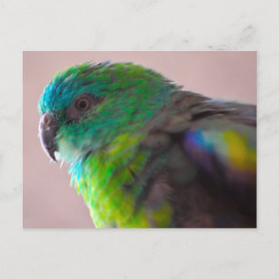 Carte Postale Colorful-parrot-plumage 707 PARROT BIRD EXOTIC TEA