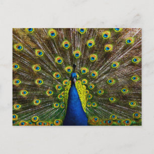 Carte Postale Colorful peacock