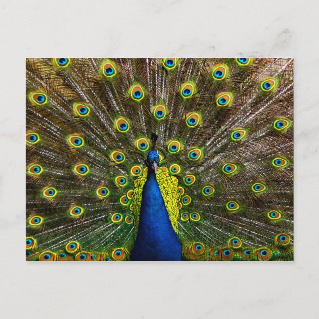 Carte Postale Colorful peacock (Devant)