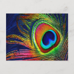 Carte Postale Colorful Peacock Feather