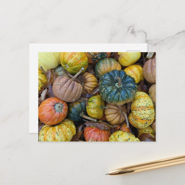 Carte Postale Colorful Pumpkin Postcard (Devant/Arrière en situation)