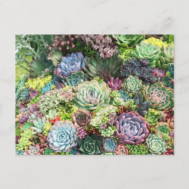 Carte Postale Colorful Succulent Garden (Devant)