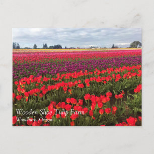 Carte Postale Colorful Tulip Field, Woodburn, Oregon