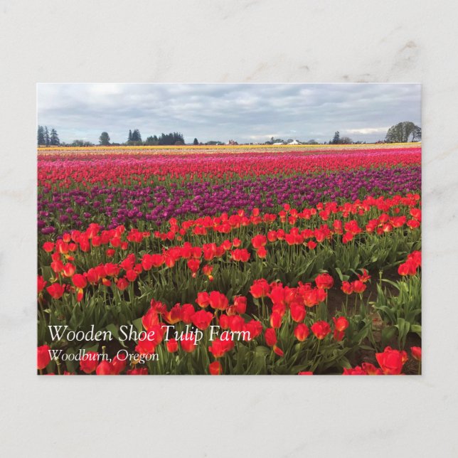 Carte Postale Colorful Tulip Field, Woodburn, Oregon (Devant)