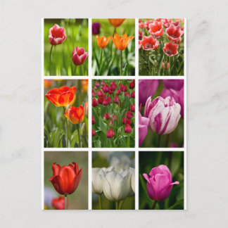 Carte Postale Colorful Tulips