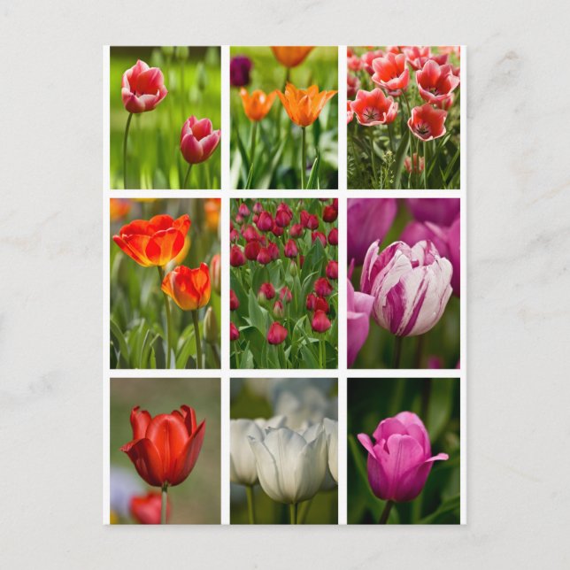 Carte Postale Colorful Tulips (Devant)