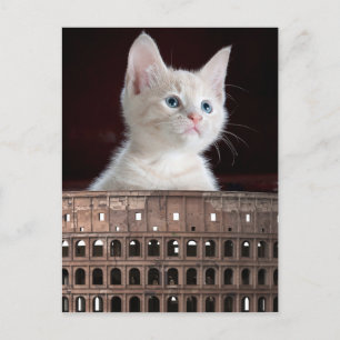 Carte Postale Colosseum grande chatte blanche