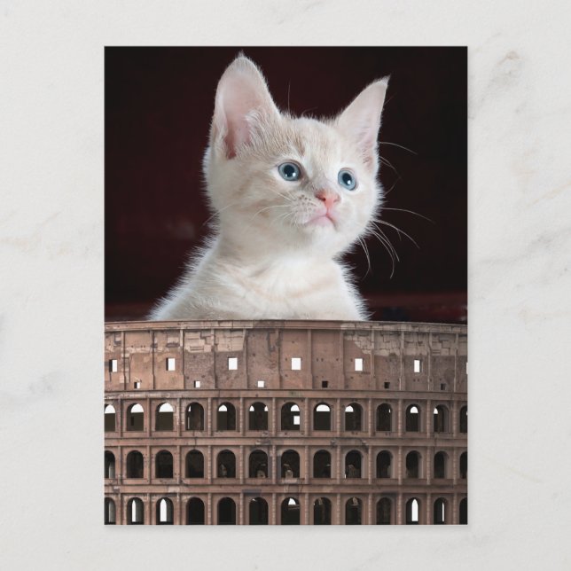 Carte Postale Colosseum grande chatte blanche (Devant)