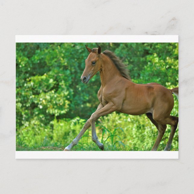Carte Postale Colt à moitié arabe (Devant)