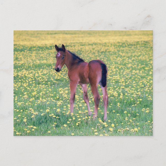 Carte Postale Colt dans le champ de Dandelion (Devant)