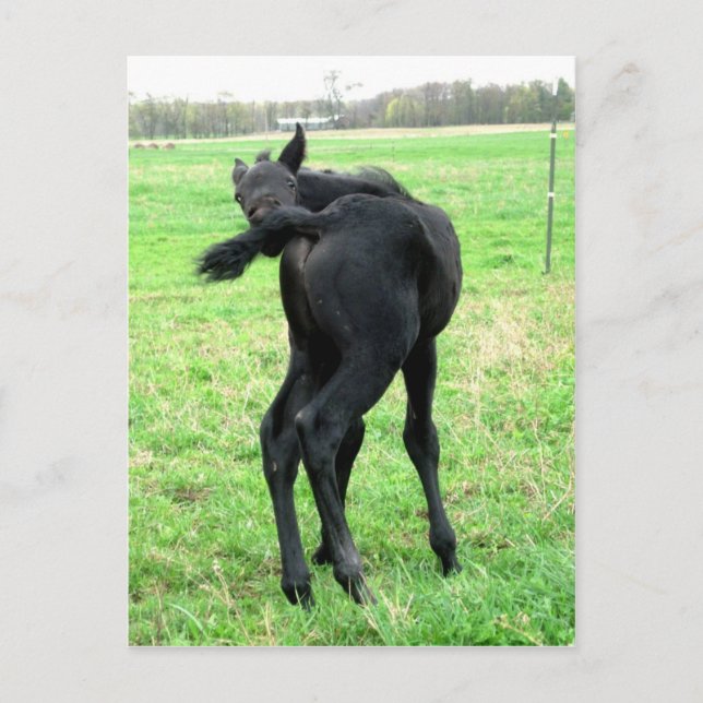 Carte Postale Colt Itchy Bumm (Devant)