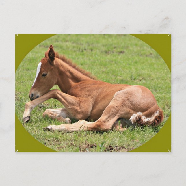 Carte Postale Colt nouveau-né (Devant)