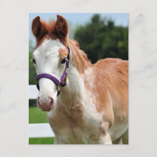 Carte Postale Colt Red Roan