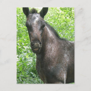Carte postale Colt Roan