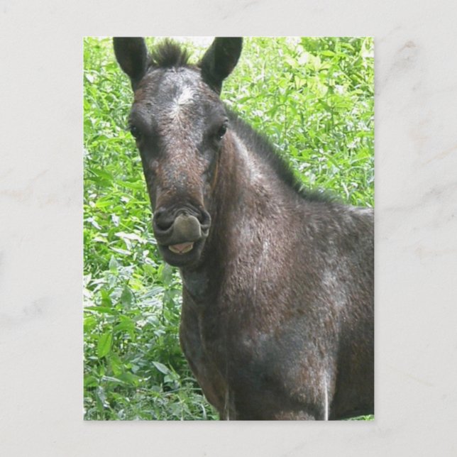 Carte postale Colt Roan (Devant)