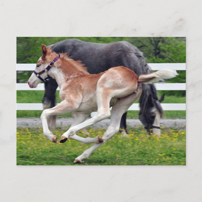 Carte Postale Colt rouge volant (Devant)