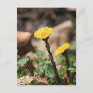 Carte Postale Coltsfoot