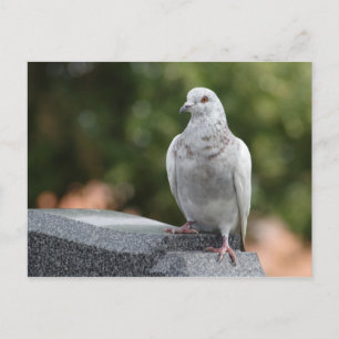 Carte Postale Columba livia domestica