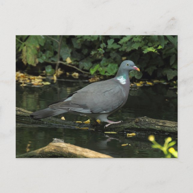 Carte Postale Columba palumbus (Devant)