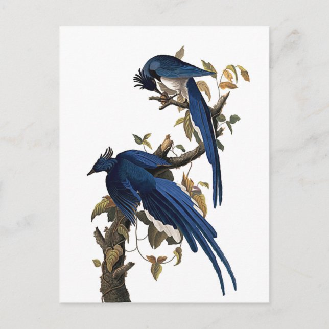 Carte Postale Columbia Jay | John James Audubon (Devant)